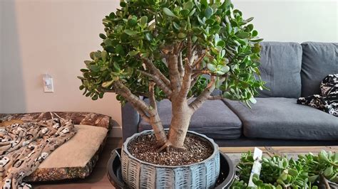 Very Old Jade Plant 25 Years Pruning Crassula Ovata Bonsai YouTube