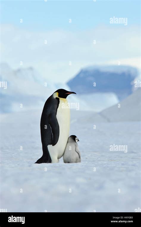 Emperor Penguins With Chick Stock Photo Alamy