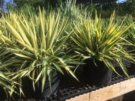 Yucca Variegated Yucca Filamentosa Adam S Needle Adam S Neddle