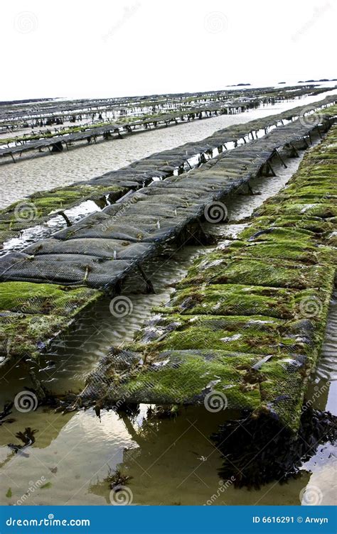 Oyster beds stock image. Image of local, bivalve, shellfish - 6616291