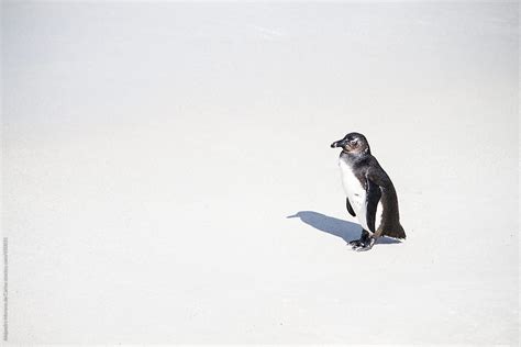 Penguin On White Sand Beach By Stocksy Contributor Alejandro Moreno