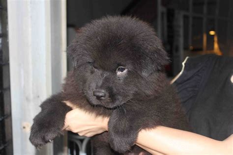 35+ Teacup Black Chow Chow Puppy Image - Bleumoonproductions