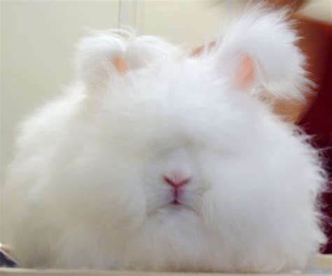 Angora Rabbit: Origin, Characteristics, Uses, Photo