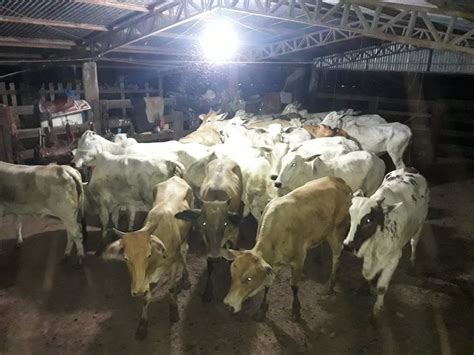 Funcion Rio De Fazenda Preso Suspeito De Furtar Mais De Cabe As