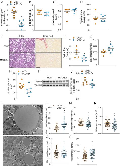 Exercise Reduced Severity And Collagen Accumulation In Mcd