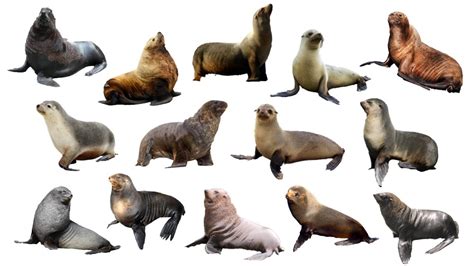 Species of Sea Lions | Fur Seals | Eared Seals | Family: Otariidae - YouTube