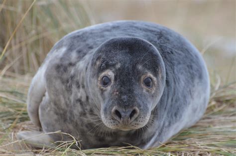 Grey Seal Grey Seal Pup Blakeney Point Norfolk Jez Taylor Flickr