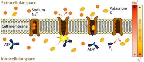 Hydrophilic - Definition and Examples | Biology Dictionary