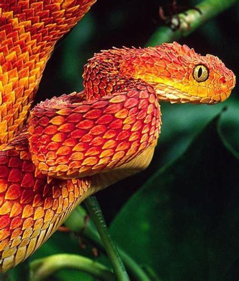 🔥 African Bush Viper 🔥 : r/NatureIsFuckingLit