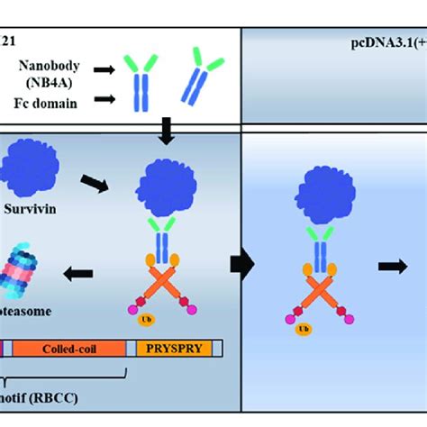 Schematic Of Ubiquitination Targeting Survivin In Cancer Cells The