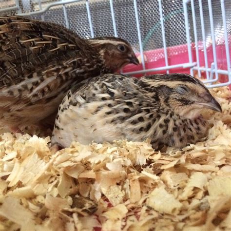 Introduce my Quails | BackYard Chickens - Learn How to Raise Chickens