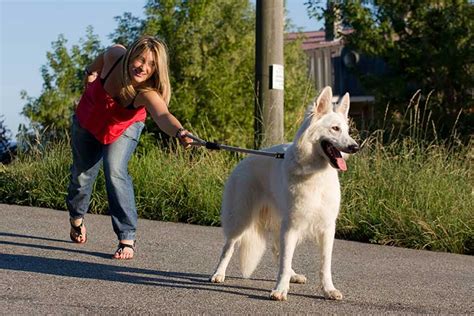 dog pull  leash ditch  leash dog training nation