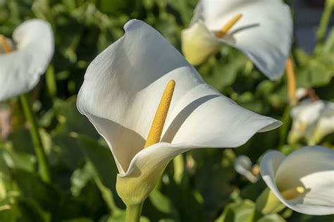 Que Significa La Flor De Cala Blanca Clearance Dakora Co