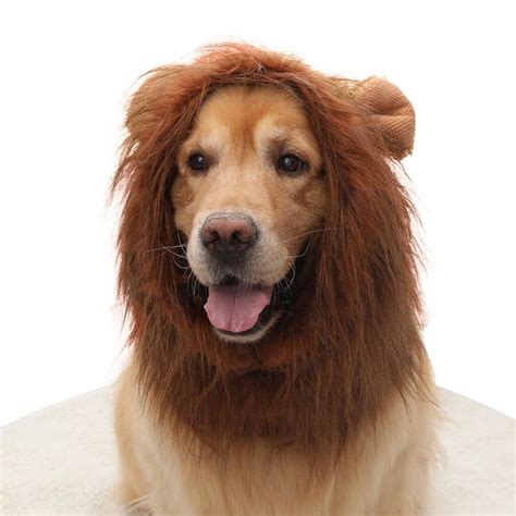 dog lion outfit 9