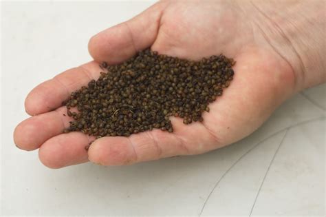 Калифорнийские черви купить Украина - продажа красных калифорнийских ...