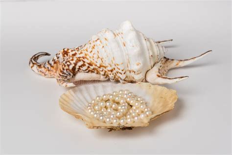 King`s Crown Shell And Pearl Shell Stock Image Image Of Aquaculture