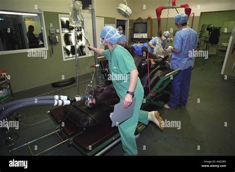 A Horse Being Rushed Into Surgery At An Equine Veterinary Centre Stock