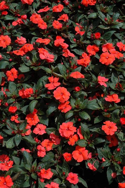 SunPatiens Compact Hot Coral New Guinea Impatiens Calloway S Nursery