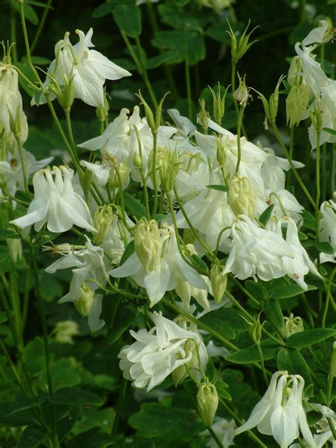 Aquilegia vulgaris Nivea Harangláb Királykert