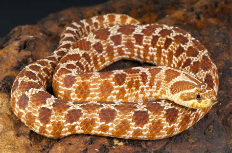 7 Pet Snakes That Stay Small A Z Animals