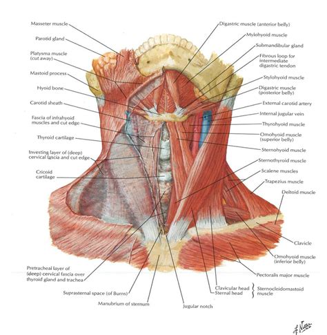 Anatomy Of Neck