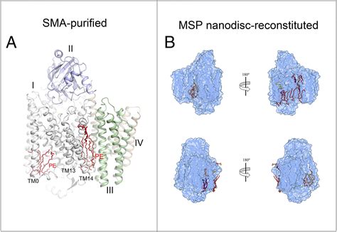 Cryo Em Structures Of Escherichia Coli Cytochrome Bo3 Reveal Bound