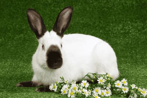 Himalayan Rabbit Size Color Temperament Behavior