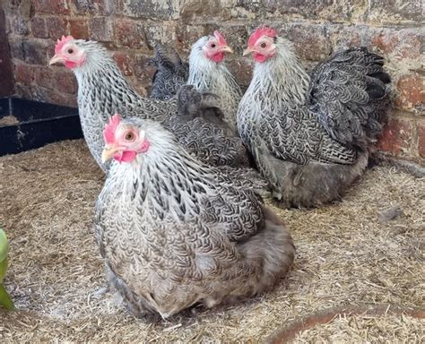 Oeufs fécondés pékin perdrix maille argenté Coco Eco