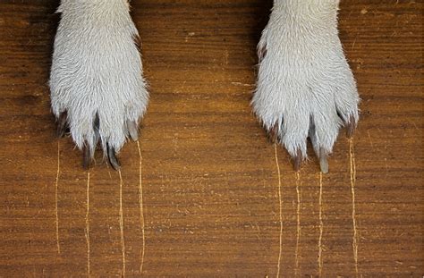 Kratzer im Laminat entfernen: 6 geniale Tipps
