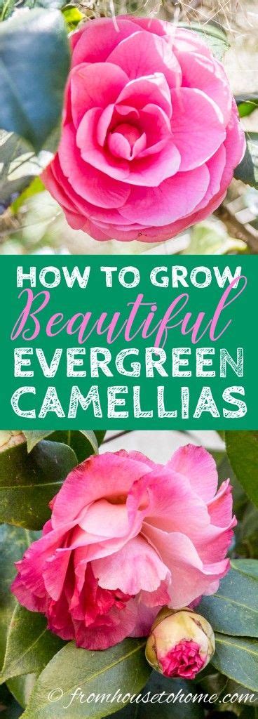 Camellia Plant Care in Pots - Back Gardener