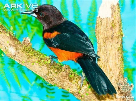 Martinique Oriole Alchetron The Free Social Encyclopedia