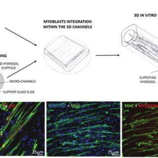 Myotube Formation After Days Of Differentiation Shown By Fluorescence