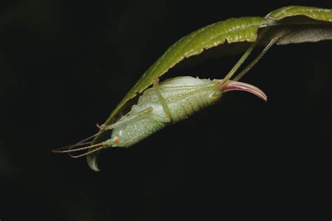 Cyrtaspis Scutata Charpentier Paulo Lem S Flickr