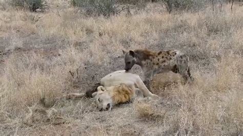 Hyena eating a male lion - YouTube