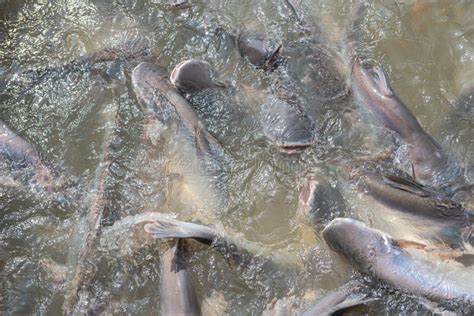 ready  harvest pangasius bocourti vietname basa fish  swai  water