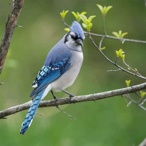 Texas Birds The Ultimate Guide For Beginning Birders Native Backyards