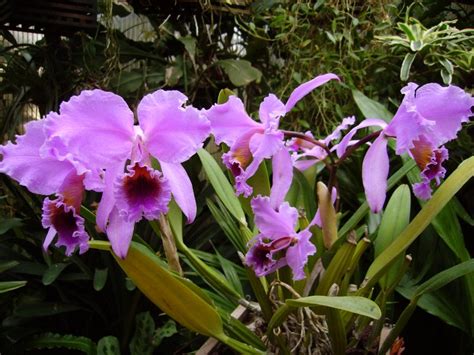 Cattleya Percivaliana Orchideenforum