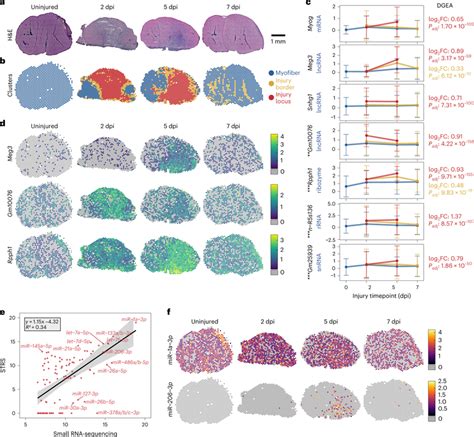 Spatial Total RNA Sequencing Of Regenerating Skeletal Muscle A H E