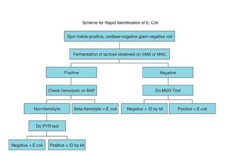 E Coli Disease Properties Lab Diagnosis • Microbe Online