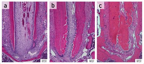 Microphotographs Of He Stained Histological Sections Of The Distal Root