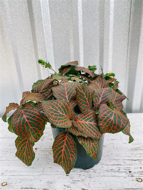 4" Fittonia ‘Nerve Plant’ (Red) – BWH Plant Co