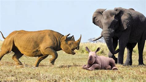 Amazing Mother Rhino Protects Her Baby From The Elephant - Elephant VS