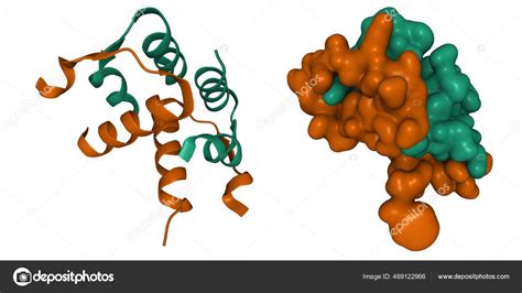 Structure Human Hormone Relaxin Heterotetramer Cartoon Gaussian Surface ...