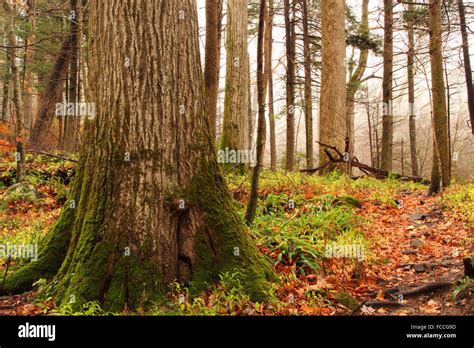 Rainbow Falls Trail Stock Photo - Alamy