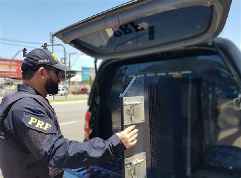 Prf Prende Em Barreiras Foragido Da Justi A Acusado De Estupro De