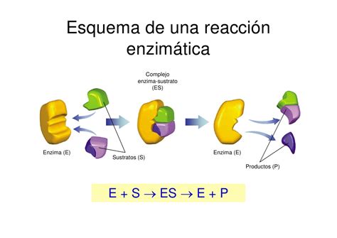 Enzimas Funcoes - Bioquimica: Enzimas