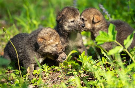 Wolf Pup Wonders - 7 Amazing Baby Wolf Facts & FAQs - Animal Corner