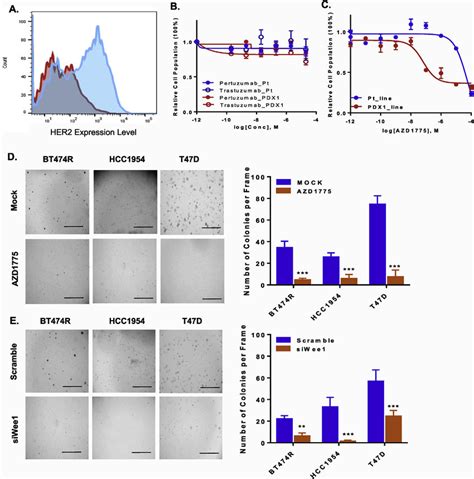 AZD1775 Inhibits The Growth Of Both Early Passage Patient Derived And