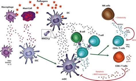 Role Of Immune Cell Derived Evs During Infection During Infection