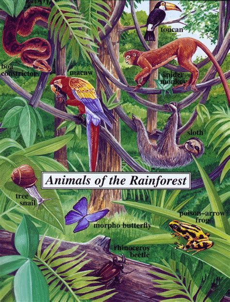 Saving the Rainforest - Rainforest Animals